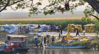 Giá gạo tăng, doanh nghiệp vẫn lo