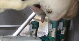 Phát hiện đặc tính mới khiến virus cúm gia cầm H5N1 dễ lây cho người