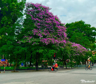 Dịu dàng sắc tím bằng lăng
