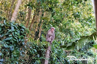 Quảng Ngãi: Đàn khỉ xuống núi cắn phá hoa màu của nông dân