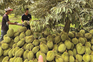 Nghề ‘xem tuổi’ sầu riêng