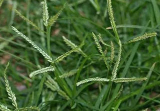 Tác dụng của cỏ mần trầu