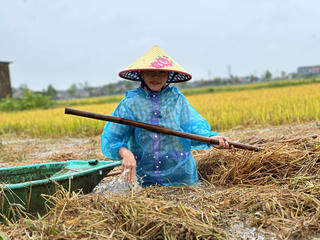 Hàng nghìn tấn lúa của nông dân Hà Tĩnh chìm trong nước lũ