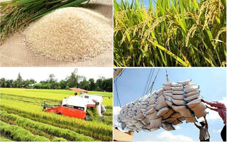 Thủ tướng chỉ đạo khẩn trương thực hiện các giải pháp đảm bảo cân đối cung cầu lúa gạo