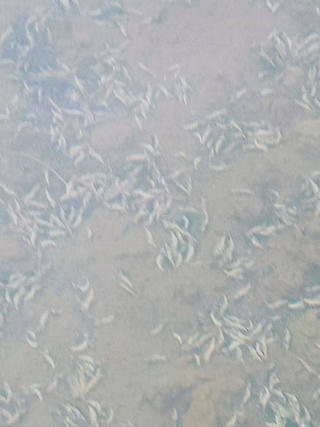 Quảng Trị: Xuất hiện tình trạng tôm thả nuôi bị chết