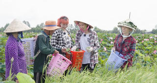 Thùy Tiên, MisThy và Đức Phúc trải nghiệm nghề hái sen tại Đồng Tháp 