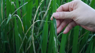 Nông dân Hà Tĩnh gấp rút diệt trừ dịch bệnh kép