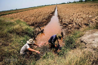 Ứng phó với hạn mặn
