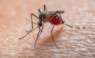 TP Hồ Chí Minh kiểm soát bệnh Chikungunya tại các cửa khẩu