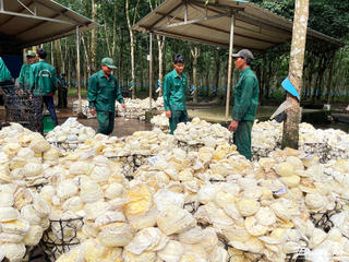 Hành trình vươn xa của cây cao su Việt Bài 2: Cuộc sống đổi thay cùng dòng 'vàng trắng'