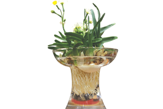 Ngày Xuân nói về thú chơi hoa Thủy tiên