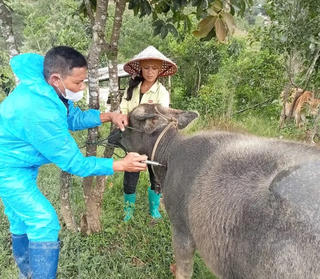 Quảng Ngãi: Khoanh vùng, cách ly đàn bò có dấu hiệu mắc bệnh lở mồm long móng