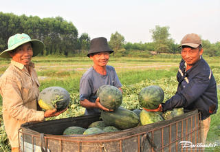 Quảng Nam: Dưa hấu được mùa, được giá, nông dân phấn khởi