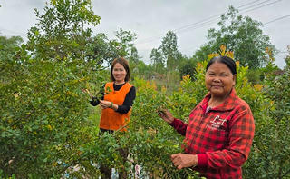 Hái “lộc rừng” trên dãy Hoành Sơn
