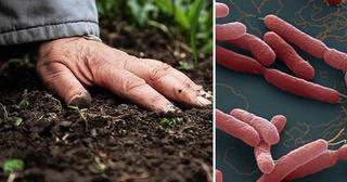 Đề phòng mùa cao điểm của bệnh Whitmore