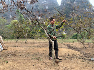 Chi Lăng (Lạng Sơn): Người trồng na lao đao vì khô hạn