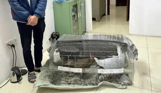 Vụ án ‘gà lôi trắng’: Kháng nghị toàn bộ bản án sơ thẩm, thay đổi biện pháp ngăn chặn bị cáo