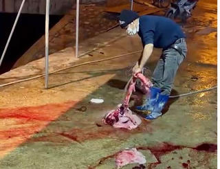 Hải Dương: Phát hiện 1 cơ sở giết mổ gia súc xả thải gây ô nhiễm môi trường