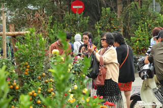 Phố cây cảnh Hà Nội tấp nập người mua hoa đón Tết