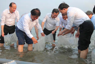 Quảng Ninh: Thả 5 triệu con giống tái tạo nguồn lợi thủy sản