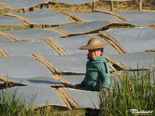 Mùa miến Tết ở Bình Liêu