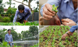 Nông dân làng hoa Hà Tĩnh tất bật xuống giống, chăm sóc chuẩn bị hàng Tết