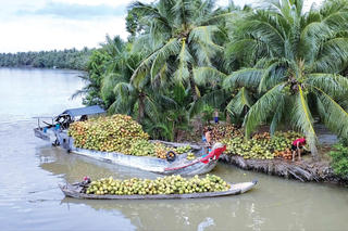 Mùa dừa Bến Tre