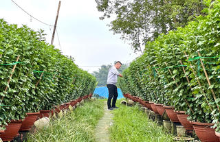 Quảng Ngãi: Người trồng hoa phấn khởi vì vụ hoa Tết được giá