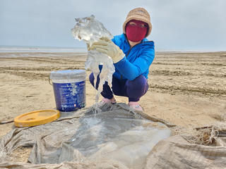 Ngư dân Hà Tĩnh kiếm tiền triệu mỗi ngày từ loại nhuyễn thể đặc biệt