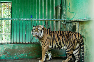 7 con hổ Đông Dương sau hơn 3 năm được giải cứu giờ ra sao?