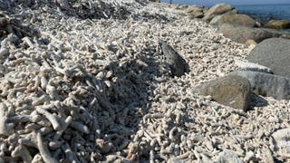 Suy giảm rạn san hô ở Hòn Mun: Đâu là nguyên nhân?