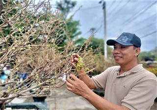Quảng Nam: Thời tiết thất thường, mai nở ít, người bán lo thất thu ngày sát Tết