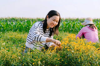 ‘Đổi đời’ nhờ trồng hoa cúc tiến vua