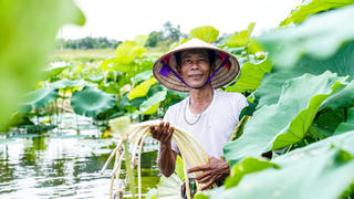 Nông dân Hà Tĩnh dầm mình dưới bùn thu hoạch ngó sen