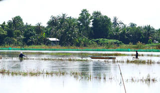 Sống khỏe mùa nước nổi