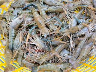 Định hướng xanh - “kim chỉ nam” cho ngành tôm