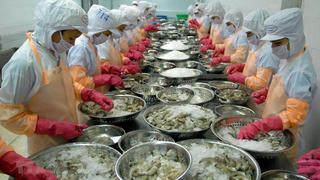 Tận dụng cơ hội xuất khẩu tôm