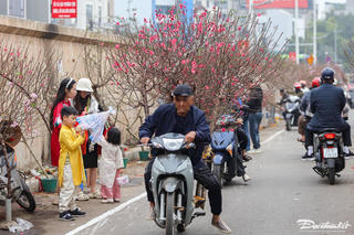 Người dân Hà Nội nô nức đi sắm đào dịp cận Tết