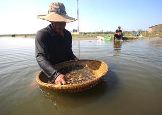 [ẢNH] Nhọc nhằn cào hến trên sông Trường Giang