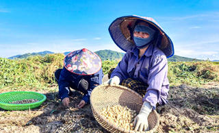Nông sản rớt giá, người dân lao đao