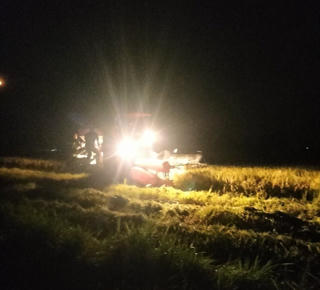 Nắng nóng gay gắt trên 40 độ C, nông dân Quảng Trị tranh thủ gặt lúa vào ban đêm