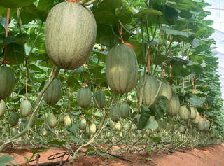 Môi trường bền vững và tăng trưởng xanh: Hướng đi từ nông nghiệp tuần hoàn