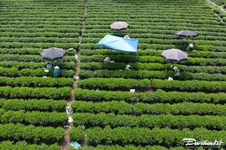 Thái Nguyên – Đệ nhất danh trà: Bài 1 – Lạc vào vùng trà đặc sản Tân Cương