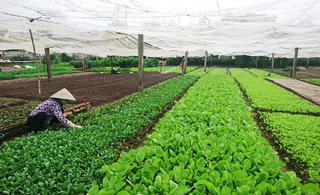 Xây dựng vùng nguyên liệu đạt chuẩn: Tạo đà xuất khẩu nông sản bền vững