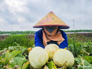 Ninh Bình: Người dân ven biển vào vụ thu hoạch dưa lê