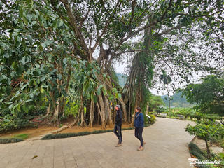 Bí mật về cây đa nghìn năm tuổi 'biết đi'