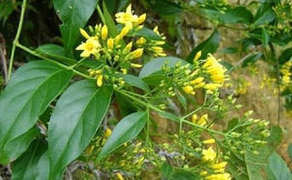 Quảng Nam: Buồn chuyện gia đình, học sinh lớp 10 ăn lá ngón tử vong