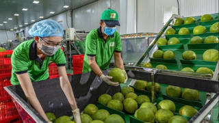 Nông sản xuất khẩu với khát vọng 100 tỷ USD – Bài cuối: Viết tiếp những kỳ tích