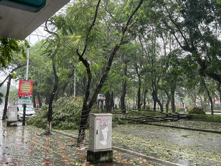 Hải Phòng: Mưa lớn, nhiều cây xanh gãy đổ trong bão số 3