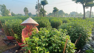 Nông dân tất bật vụ hoa Tết